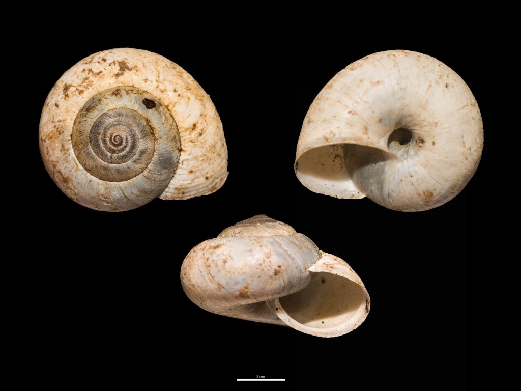 Aiuto ID Helicidae?